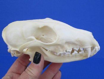 Fox Skull for Sale, <font color=red>Good Quality</font>, 5 to 6 inches - We will select one priced $41.99 each