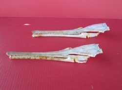 Large Longnose Garfish Skull <font color=red> Wholesale</font>  12 to 14 inches - 2 @ $60.00 each