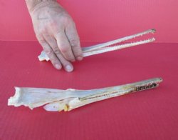 Small Needle Nose Gar Skull Under 12 inches <font color=red> Wholesale</font> - 2 @ $45.00 each