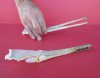 Small Needle Nose Gar Skull Under 12 inches <font color=red> Wholesale</font> - 2 @ $45.00 each