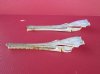 12 to 14 inches Wholesale Large Longnose Garfish Skull for Sale, Needle Nose Gar <font color=red> with Very Sharp Teeth </font>- Pack of 2 @ $60.00 each