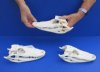 8 to 9-3/4 inches Wholesale Grade B Florida Alligator Skulls - Pack of 2 @ $45.00 each; Pack of 6 @ $40.00 each
