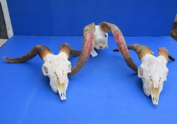 African Angora Goat Skulls with 16 to 22 inches Horns <font color=red> Wholesale</font> - $120.00 each; 3 @ $108.00 each