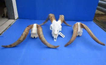 African Angora Goat Skulls with 16 to 22 inches Horns <font color=red> Wholesale</font> - $120.00 each; 3 @ $108.00 each