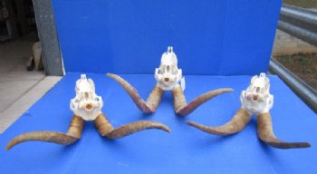 African Angora Goat Skulls with 16 to 22 inches Horns <font color=red> Wholesale</font> - $120.00 each; 3 @ $108.00 each