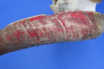 African Angora Goat Skulls with 16 to 22 inches Horns <font color=red> Wholesale</font> - $120.00 each; 3 @ $108.00 each