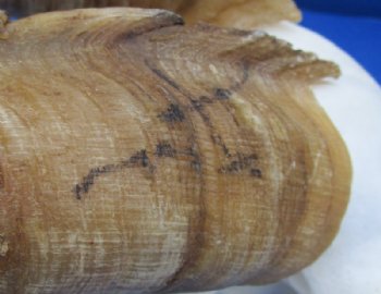 African Angora Goat Skulls with 16 to 22 inches Horns <font color=red> Wholesale</font> - $120.00 each; 3 @ $108.00 each