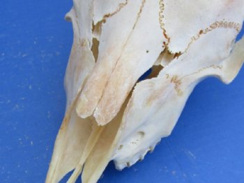 African Angora Goat Skulls with 16 to 22 inches Horns <font color=red> Wholesale</font> - $120.00 each; 3 @ $108.00 each