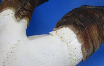 African Angora Goat Skulls with 16 to 22 inches Horns <font color=red> Wholesale</font> - $120.00 each; 3 @ $108.00 each