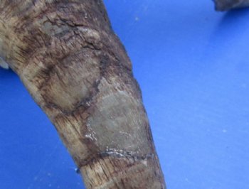 African Angora Goat Skulls with 16 to 22 inches Horns <font color=red> Wholesale</font> - $120.00 each; 3 @ $108.00 each