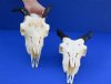 Goat Skulls with Polished Horns for Sale <font color=red> Wholesale</font> Imported from India,  - Pack of 2 @ $65.00 each; Pack of 5 @ $58.00 each
