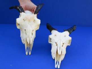 Goat Skulls