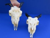 Goat Skulls