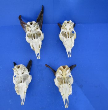 Goat Skulls with Polished Horns for Sale <font color=red> Wholesale</font> Imported from India,  - 2 @ $65.00 each; 5 @ $58.00 each