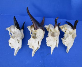 Goat Skulls with Polished Horns for Sale <font color=red> Wholesale</font> Imported from India,  - 2 @ $65.00 each; 5 @ $58.00 each