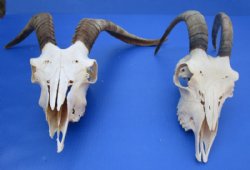 U.S. Domestic Goat Skull with Horns 10 to 18 inches <font color=red> Wholesale</font> $114.99 each