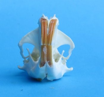 Real Pocket Gopher Skulls <font color=red> Wholesale</font> 1-1/2 to 2-1/4 inches - Pack of 8 @ $14.00 each