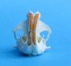 Wholesale Real Pocket Gopher Skull for Sale 1-1/2 to 2-1/4 inches - Pack of 8 @ $12.50 each
