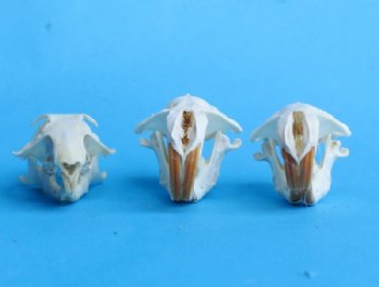 Real Pocket Gopher Skull, 1-1/2 to 2-1/4 inches - $20.99 each