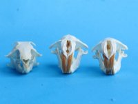 Real Pocket Gopher Skulls <font color=red> Wholesale</font> 1-1/2 to 2-1/4 inches - Pack of 8 @ $14.00 each