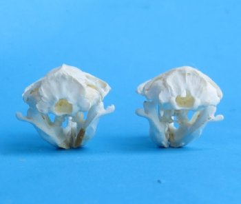 Real Pocket Gopher Skull, 1-1/2 to 2-1/4 inches - $20.99 each