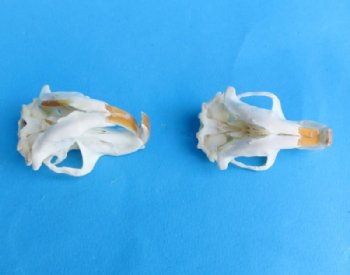 Real Pocket Gopher Skull, 1-1/2 to 2-1/4 inches - $20.99 each