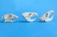 Real Pocket Gopher Skulls <font color=red> Wholesale</font> 1-1/2 to 2-1/4 inches - Pack of 8 @ $14.00 each