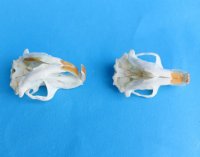 Real Pocket Gopher Skulls <font color=red> Wholesale</font> 1-1/2 to 2-1/4 inches - Pack of 8 @ $14.00 each