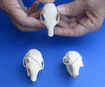North American Gray Squirrel Skull, 2" to 2-1/2" - $20.99 each