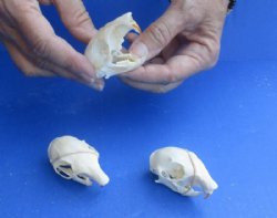 North American Gray Squirrel Skull, 2" to 2-1/2" - $20.99 each