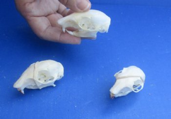 North American Gray Squirrel Skull, 2" to 2-1/2" - $20.99 each