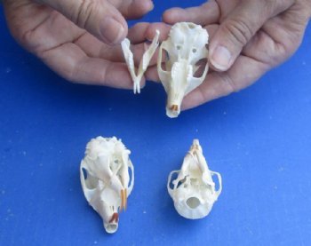 North American Gray Squirrel Skull, 2" to 2-1/2" - $20.99 each