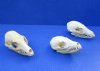 Grey Fox Skull for Sale - $45.99 each (Plus $6.50 First Class Mail) (You will receive one similar to those pictured)