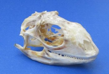 3 to 4 inches Large Green Iguana Skulls <font color=red> Wholesale</font> - 2 @ $59.00 each; 4 @ $54.00 each