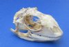 3 to 4 inches <font color=red> Wholesale</font> Large Green Iguana Skulls for Sale, Beetle Cleaned, Not Degreased - Pack of 2 @ $59.00 each; Pack of 4 @ $54.00 each