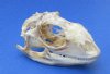 2 to 3 inches Green Iguana Skulls <font color=red> Wholesale</font> - 3 @ $44.00 each; 6 @ $39.00 each
