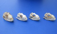 3 to 4 inches Large Green Iguana Skulls <font color=red> Wholesale</font> - 2 @ $59.00 each; 4 @ $54.00 each