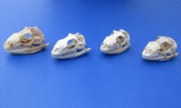 3 to 4 inches Large Green Iguana Skulls <font color=red> Wholesale</font> - 2 @ $59.00 each; 4 @ $54.00 each
