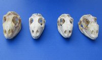 2 to 3 inches Green Iguana Skulls <font color=red> Wholesale</font> - 3 @ $44.00 each; 6 @ $39.00 each