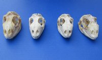 3 to 4 inches Large Green Iguana Skulls <font color=red> Wholesale</font> - 2 @ $59.00 each; 4 @ $54.00 each
