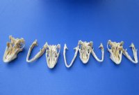 3 to 4 inches Large Green Iguana Skulls <font color=red> Wholesale</font> - 2 @ $59.00 each; 4 @ $54.00 each