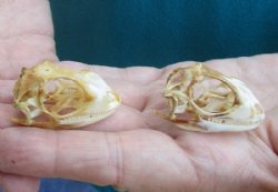 1-1/2" to 2" Green Iguana Skulls, Grade B Quality<font color=red> Wholesale</font>,  - 5 @ $29.00 each <font color=red> SALE $18 EACH</FONT>; 6 @ $26.00 each <FONT COLOR=RED> SALE $16 EACH</FONT>