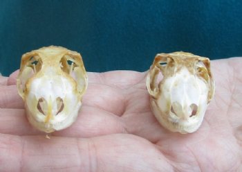 1-1/2 to 2 inches Green Iguana Skull Grade B- Buy a Similar One for $38.99 <font color = red> SALE $29.99 </FONT> 