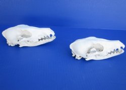 6 to 6-1/2 inche  African Black-Backed Jackal Skulls <font color=red> Wholesale</font> - 2 @ $65.00 each