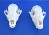 6 to 6-3/4 inches African Black Backed Jackal Skulls for Sale, Cleaned, Whitened and Ready for Display - Pack of 1 @ $64.99 each;