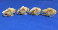 Jackrabbit Skull 3 to 4 inches for $25.50 each