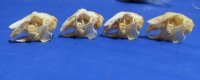 Jackrabbit Skulls <font color=red> Wholesale</font>, 3 to 4 inches  -6 @ $17 each
