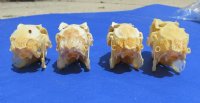 Jackrabbit Skull 3 to 4 inches for $25.50 each