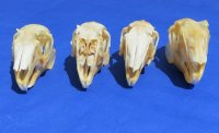 Jackrabbit Skull 3 to 4 inches for $25.50 each