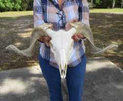 African Merino Ram, Sheep Skull with Horns 18 to 29 inches <font color=red> Wholesale</font> - $149.99 each